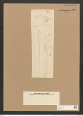 Nitzschia lineolata Grun. (de-Toni-Nr.: Genus 47, Species 2179) Zeichnungen Sammlung Grunow Nr. 4356 (NHMW-BOT-W0372404)